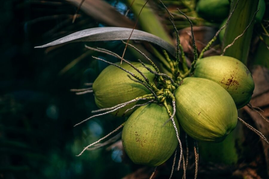 নারকেল গাছ