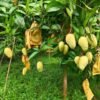 গাছে কাটিমন আম