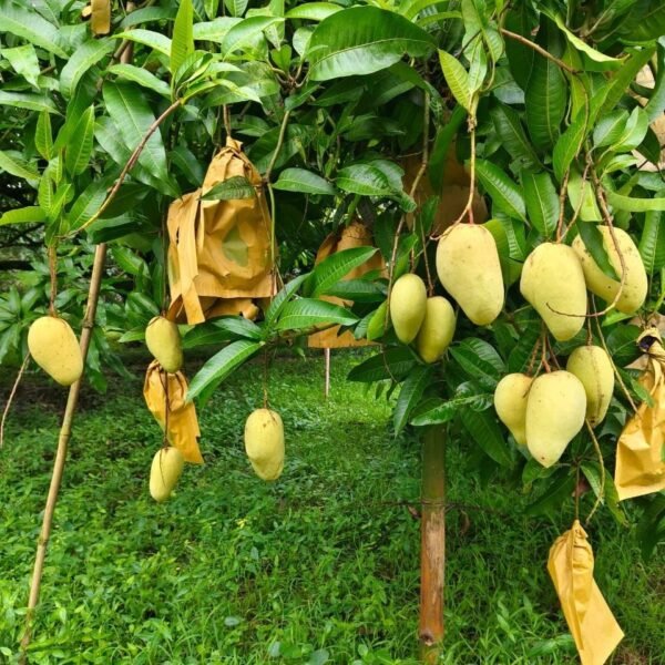 গাছে কাটিমন আম
