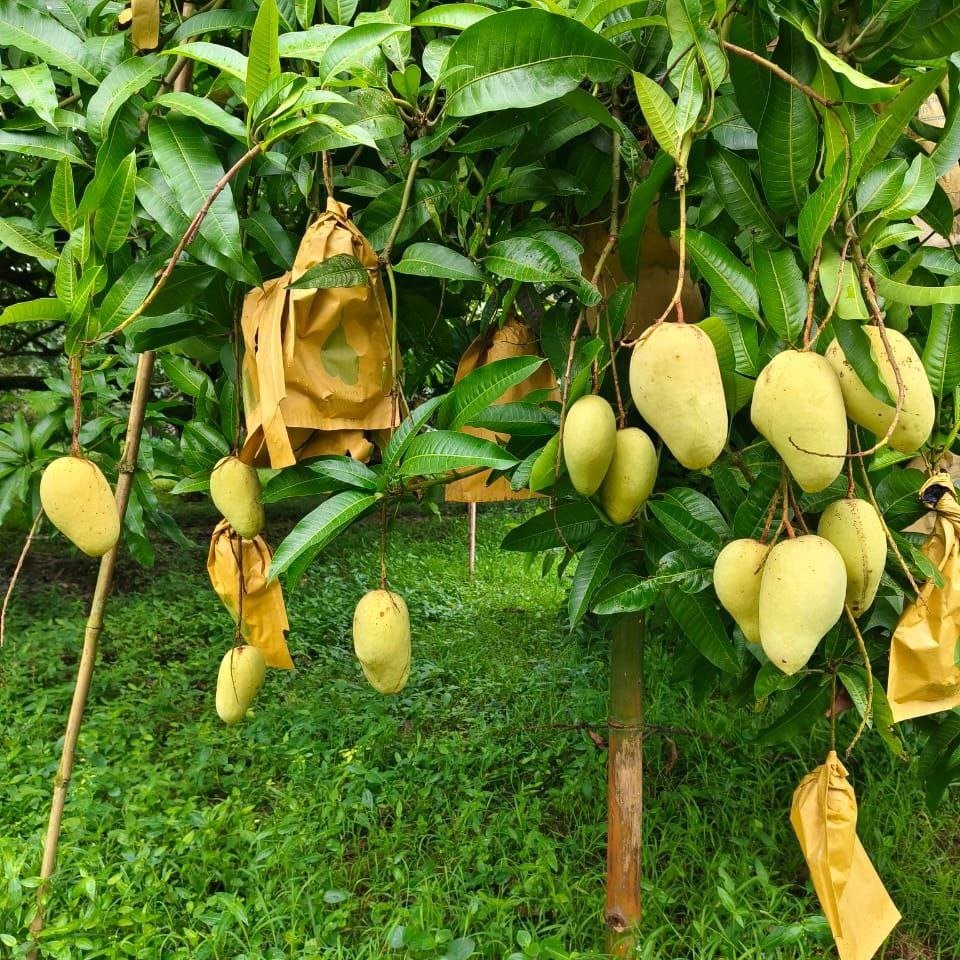 ৫ কেজি থেকে ২০ কেজি