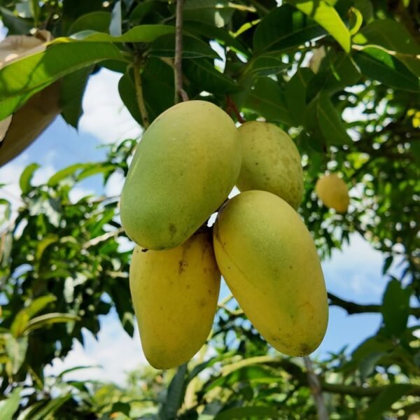 পাকা কাটিমন আম