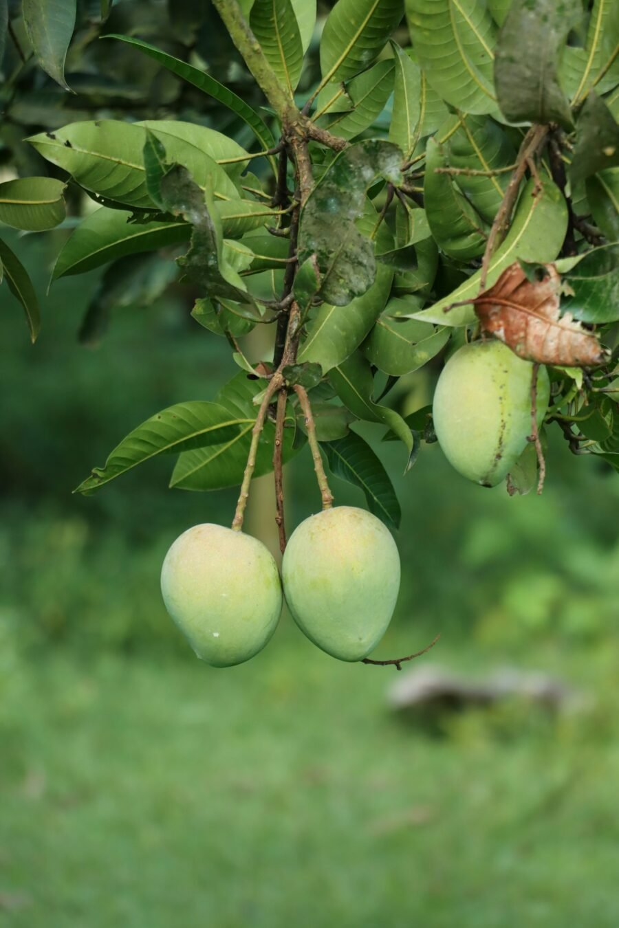 কাঁচা আম