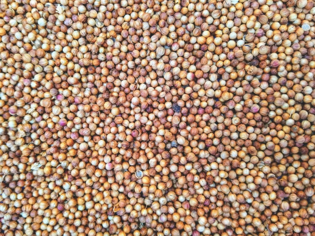 সরিষার দানা