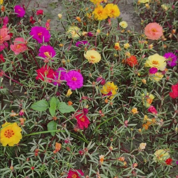 Mixed colour portulaca flowers