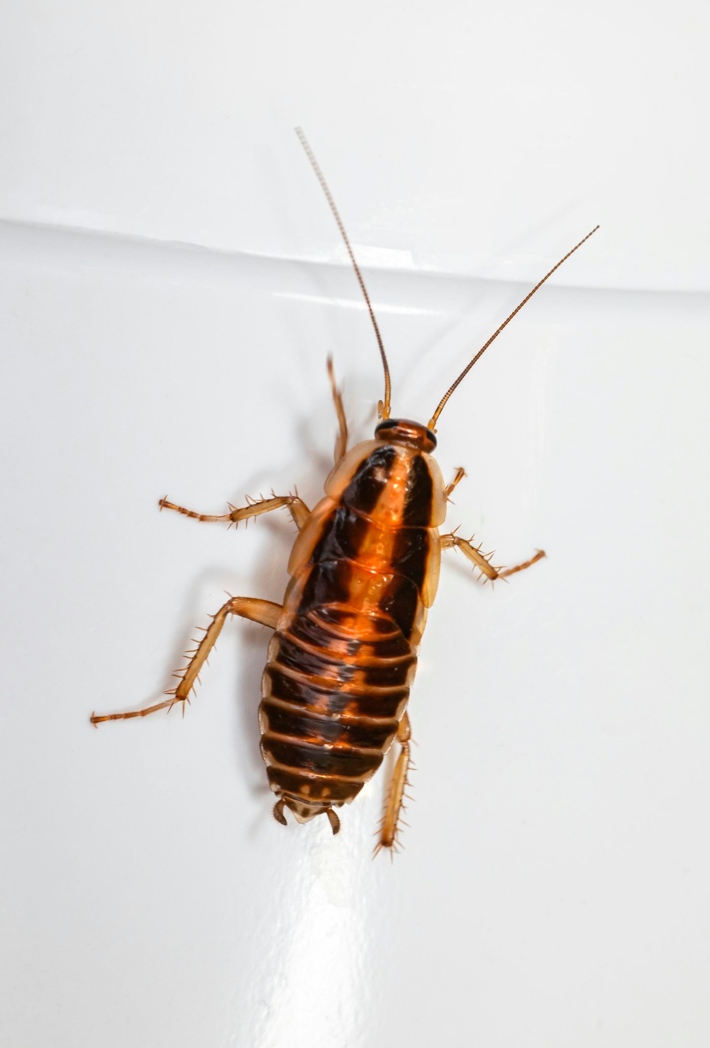 চক, পাউডার আর জুতা বনাম স্প্রে